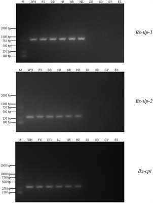 Genes Encoding Potential Molecular Mimicry Proteins as the Specific Targets for Detecting Bursaphelenchus xylophilus in PCR and Loop-Mediated Isothermal Amplification Assays